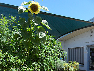 Garden installed for kindergaten in Fulham Adelaide